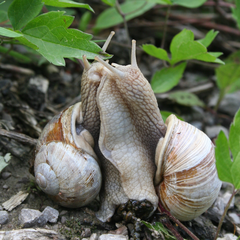 wildes treiben im Wienerwald