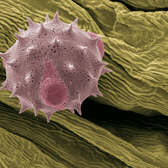  Auf Entdeckungsreise – Doronicum clusii, Pollen, Foto: Halbritter Heidemarie, koloriert: Ulrich Silvia, 2018 , 80x60 cm, Druck auf Alu