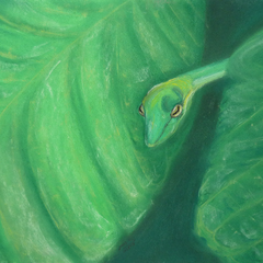 Baumschlange, Malaysia, 36x48, 2013, Pastell auf Papier