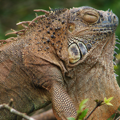 Iguana