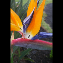 HAWAIIAN COLORS (Bird of Paradise bloom in Hana, Maui)