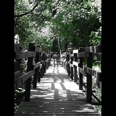 PASSAGES (Crooked bridge in partial shade.  Reminds me of Life-- not exactly perfect and you never know what's around the corner.  Stevenson, Washington)