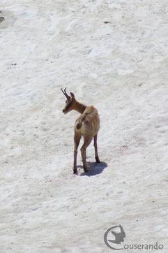 Isard Randonnée Nature Ariège Pyrénées Observation Faune et flore des Pyrénées
