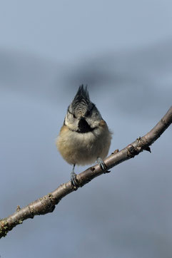 Mésange hupée - Quérigut (09) - 27/02/2014