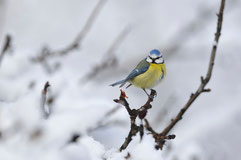 Mésange bleue - Quérigut (09) - 22/02/2013