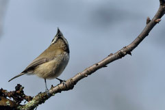 Mésange hupée - Quérigut (09) - 27/02/2014