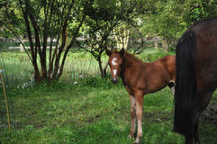 Oh My Love d'Extra, Femelle PFS, A VENDRE