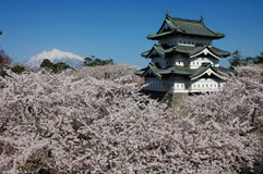 日本一の桜と天守