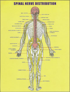 ドクターバンカイロプラクティック：Dr.Ban Chiropractic in Osaka