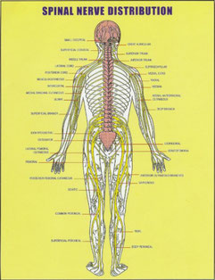 ドクターバンカイロプラクティック：Dr.Ban Chiropractic in Osaka