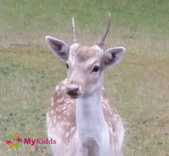 Rehbock im Wildpark und Greifvogelzoo Potzberg