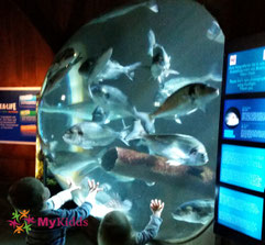 Fische und Kinder im SEALIFE Speyer