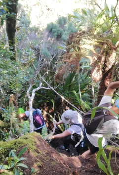 Reunion Island/Plaine des Cafres/Piton Tortue: Hiking in a mystic rain forest