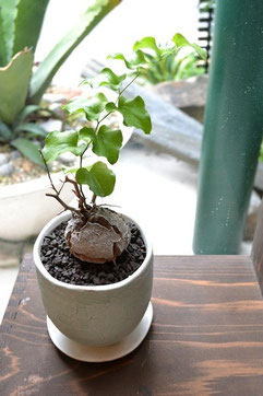 特大サイズ　トゲトゲ良型亀甲竜　鉢付き 特大サイズ トゲトゲ良型亀甲竜 鉢付き 【公式通販】