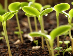 from seed to seedlings