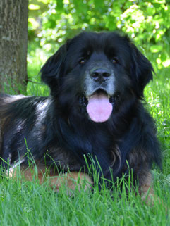 Chiropraktik Hund Katze Kleintier Rückenschmerzen Lahmheit