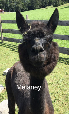 MELANEY