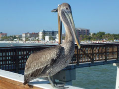 Bild: Pelikan auf der Fort Myers Fishing Pier