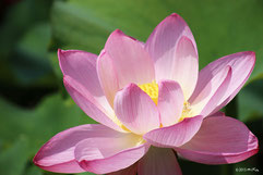 夏の花