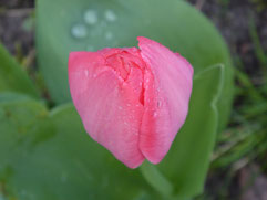 Eine rosafarbene Tulpe mit noch geschlossenem Köpfchen. Auf ihren grünen Blättern perlen Regentropfen.