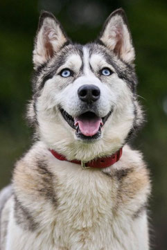 Wendi, Weibchen, geb. 10.01.21, Husky-Mischling, grau, 53 cm groß