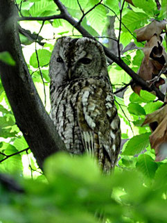 Waldkauz. Foto: Stefan Jordan