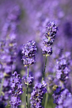 Lavendelöl ist ein sehr bewährtes Öl in der Aromatherapie mit zahlreichen Anwendungsmöglichkeiten