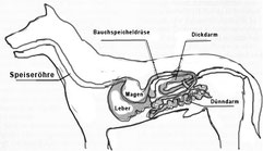 Skizze des Mgen-Darmtraktes desHundes