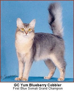 http://www.somalibc.org/1991yb2.shtml