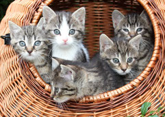 Tierbetreuung vor Ort, Katzenbetreuung durch ausgesuchte Katzensitter im Raum Aachen. Keine Tierpension, keine Katzenpension
