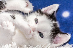 Tierbetreuung vor Ort, Katzenbetreuung durch ausgesuchte Katzensitter im Raum Aachen. Keine Tierpension, keine Katzenpension