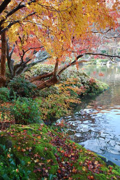 第17回「成田山公園紅葉まつり」