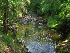 Holzbach bei Aldingen am Neckar (Remseck)