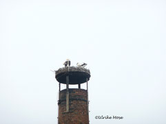 Storchenmama Jule mit Jungstorch Krümel