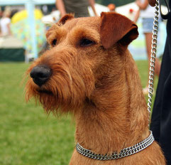 Irish Terrier