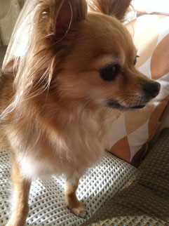 弱い犬ほどよく吠える代表犬 ハル