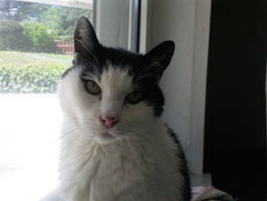 Kater Mauzi, Foto vom Halter