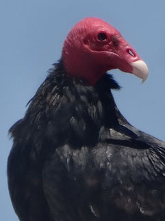 Cathartes aura, Amérique du sud (photo Ugo)