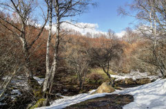 Dehesa de Somosierra. Madrid.