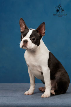 бостон терьер, бостонский терьер, boston terrier, бостон, щенки бостона, питомник бостонов
