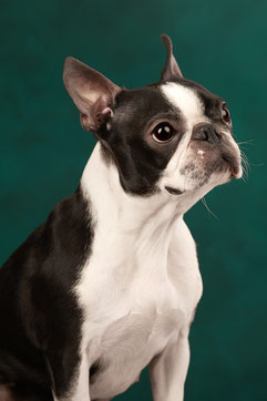 бостон терьер, бостонский терьер, boston terrier, бостон, щенки бостона, питомник бостонов