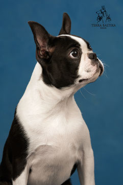 бостон терьер, бостонский терьер, boston terrier, бостон, щенки бостона, питомник бостонов
