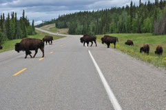 Mietwagen Rundreise Yukon Naturreise Whitehorse Dawson Inuvik Skagway Haines