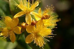 Françoise Raso, naturopathe, phytothérapeute, stage Détox, plantes sauvages, Dordogne