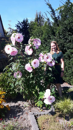 Riesen-Hibiskus-Stauden-www.gaertnerei-bartels.de-Gärtnerei Bartels, Delmenhorst