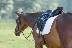 essai de selles avec Christel Pouteau saddle fitter