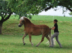 Arbeit Am Langen Zugel Die Kronung Der Ausbildung Dominique Mansers Webseite