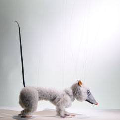 Marionette rat