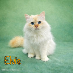 Elvis vom Sonnenbusch