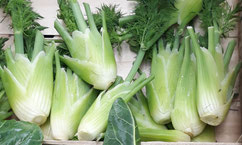 Le fenouil cultivé à la ferme des saveurs de Gâtine